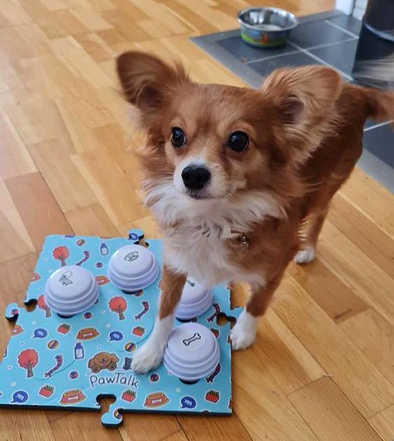 Bilde av hund som trykker på lydknappene
